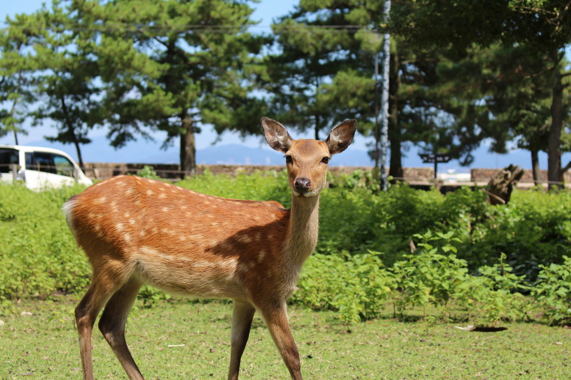 Miyajima Seaside Hotel Itsukushima Eksteriør bilde